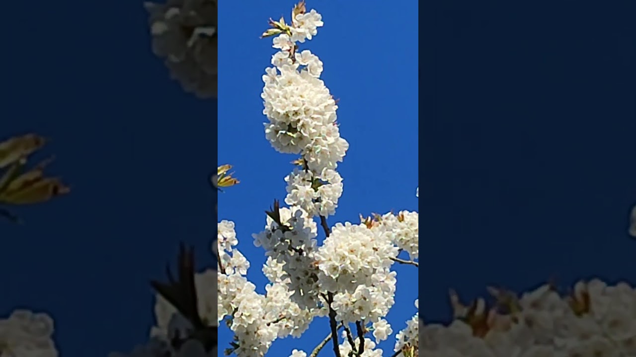 Kirschblüte 2026 - YouTube