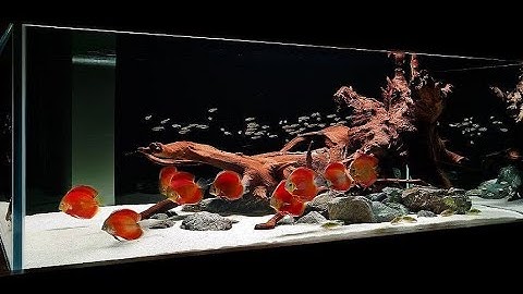 Top 8 Gorgeous Discus Fish Tank | Beautiful Discus Landscape