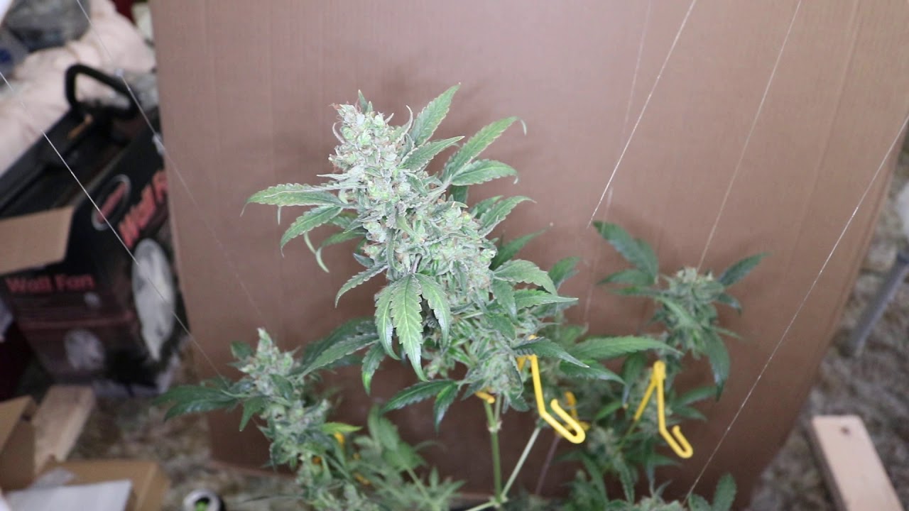 JCBRITW 100 WATT TEST (Auto  Blue Amnesia 11 weeks )