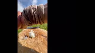 Hillside cooking cookingvideo shortvideo cookingchannel forestcooking recpectshort