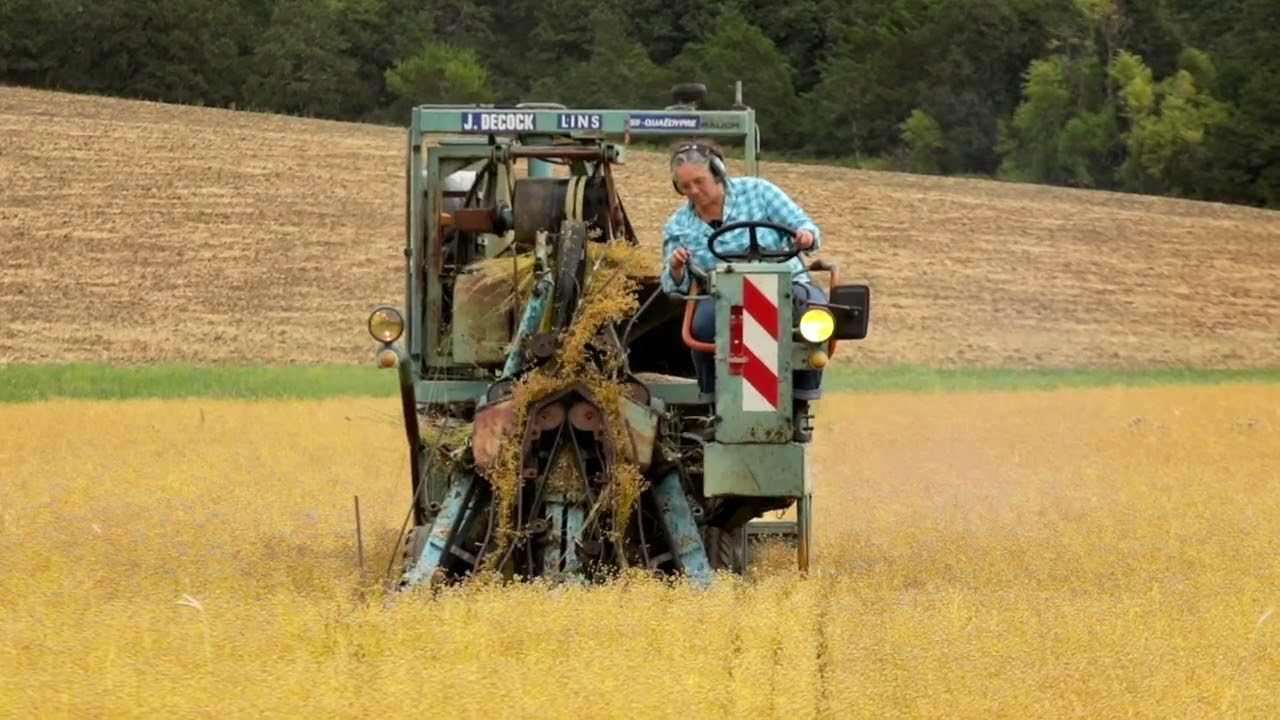 Flax Fiber Harvest with Puller 2023