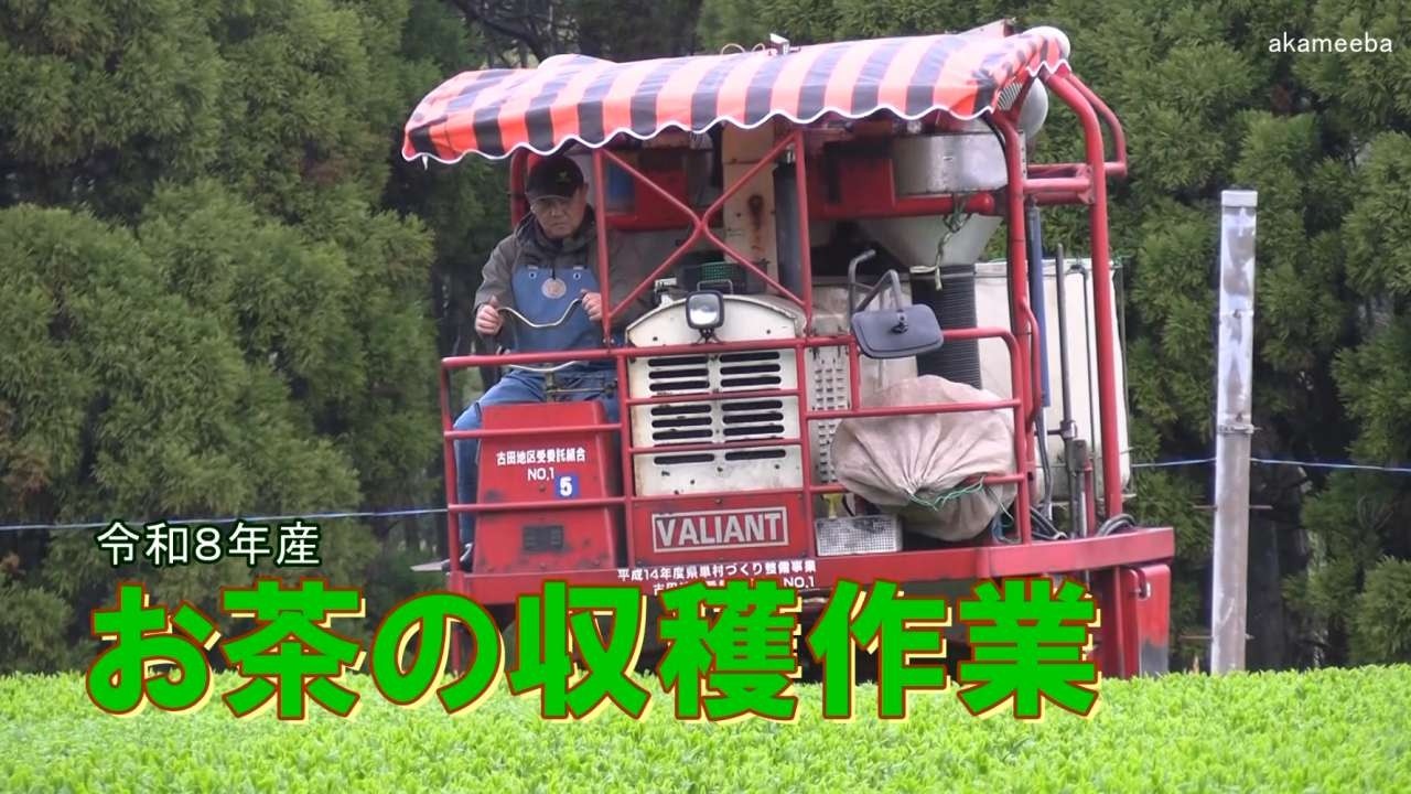 令和8年産種子島新茶の収穫作業！十三番田上健二さんお茶畑2026年3月23