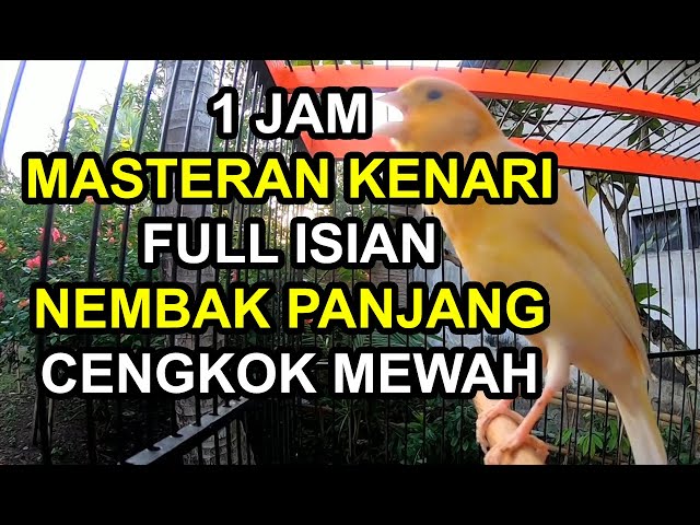 1 JAM MASTERAN KENARI FULL ISIAN TEMBAKAN CENGKOK MEWAH COCOK UNTUK PANCINGAN KENARI YG SUSAH GACOR class=