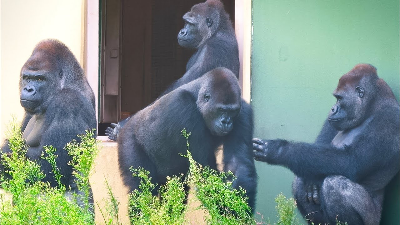 Семейный сбор горилл. Семья Шабани