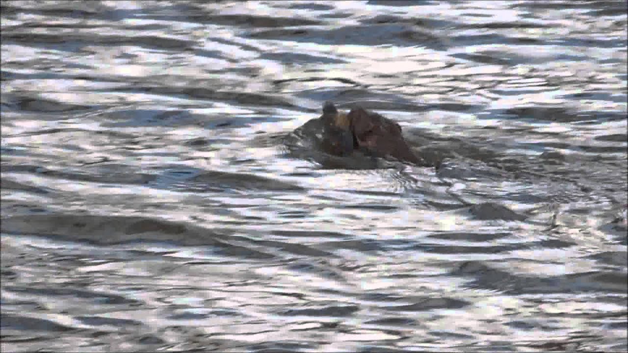 American Mink swimming across the creek