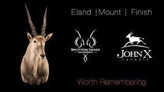 Eland | Mounting & Finishing | Splitting Image Taxidermy