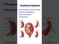 Functions of the Placenta Explained | Midwifery & Nursing Education