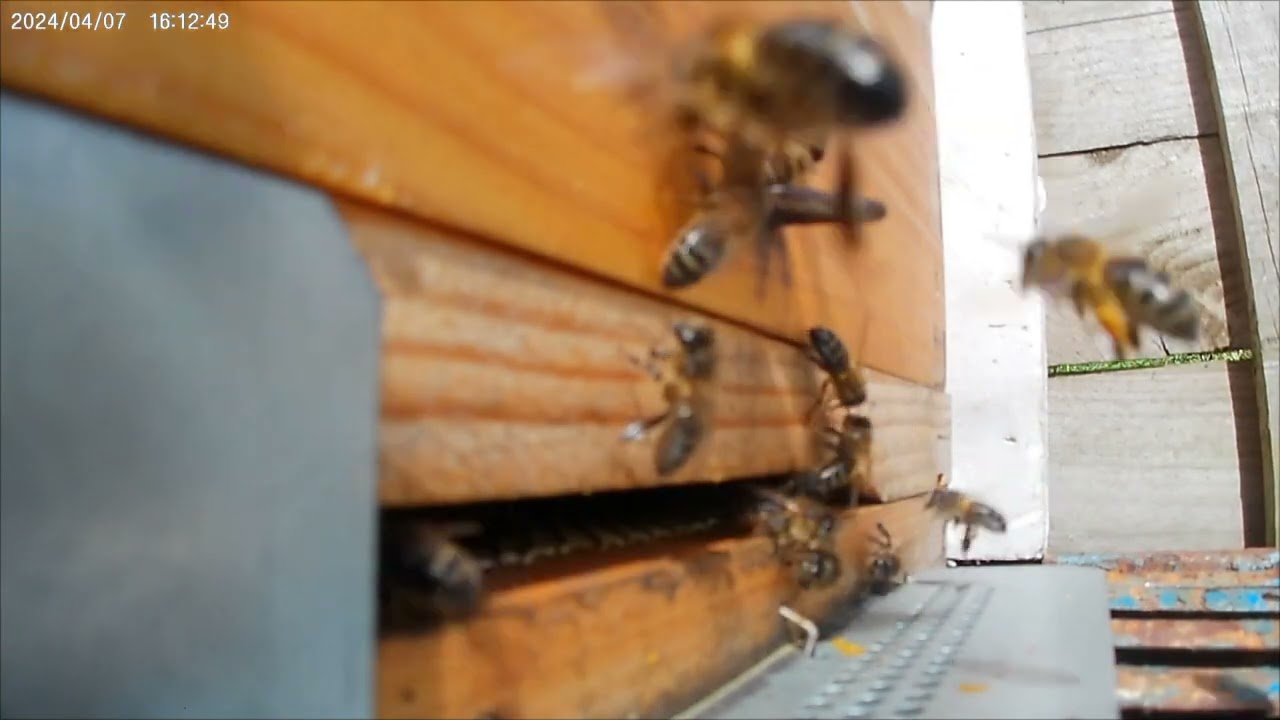 La piquera de la colmena.The entrance to the hive