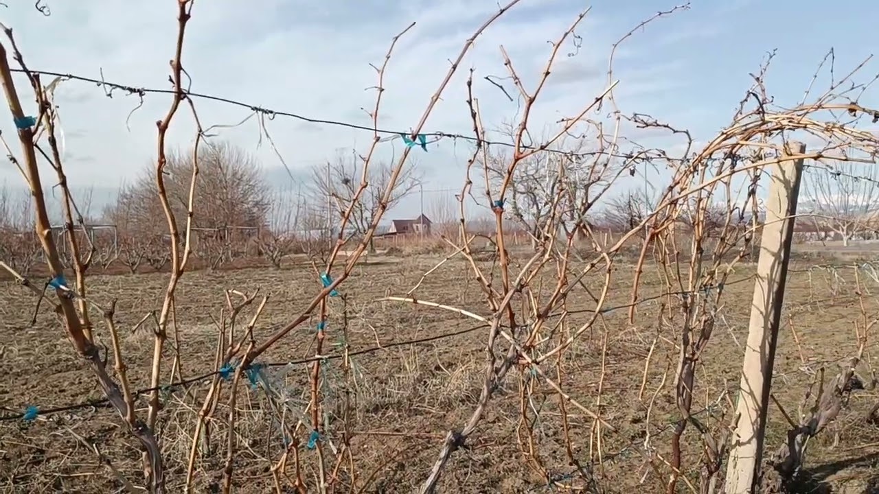 Խաղողի էտ սրսկումներ։ Մշակություն ։ #խաղող #виноградник 