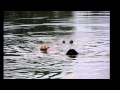 Water training with Newforest working dogs. Water training with Newforest working dogs.
