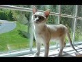 Cute Funny Cat Moments with Luna! Platinum Burmese Cat! の動画、YouTube動画。