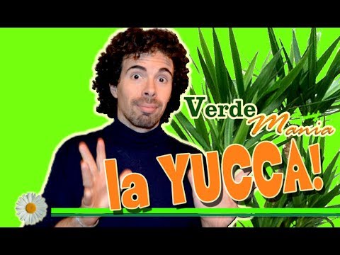 LA YUCCA: COLTIVAZIONE, CURE E MOLTIPLICAZIONE