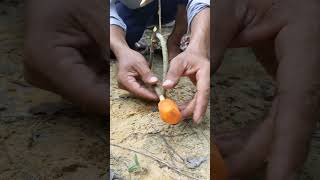 Two sides trap #trap #bushcraft #creativesurvival