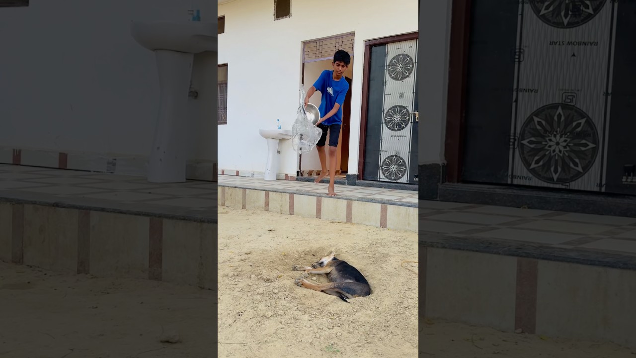 Koko Ne Bechare Doggy Ko Bacha Liya