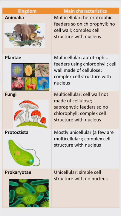 5 kingdom with main characteristics || Biological classification class 11th biology #kingdom