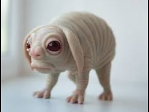 Endingtale No Heal Win D 