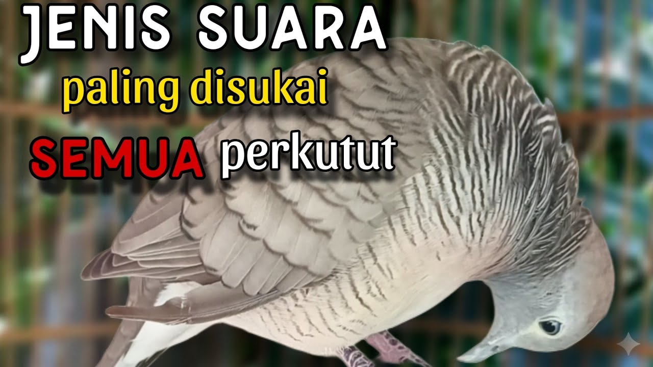 Perkutut lokal gacor jenis suara paling disukai perkutut 