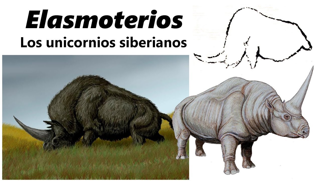 Elasmoterios. Descubre a los unicornios de Siberia - YouTube