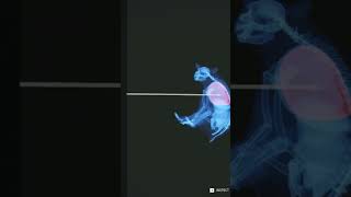 Took This Bear Outta Action With A Lung Shot(Bronze Medal)🐻🥉 | theHunter: Call of the Wild