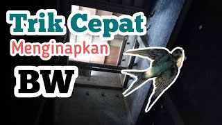 Ini Trik yang Bisa dilakukan agar RBW cepat berhasil.