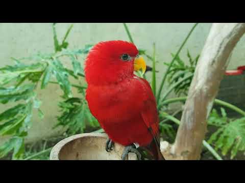 Red lory