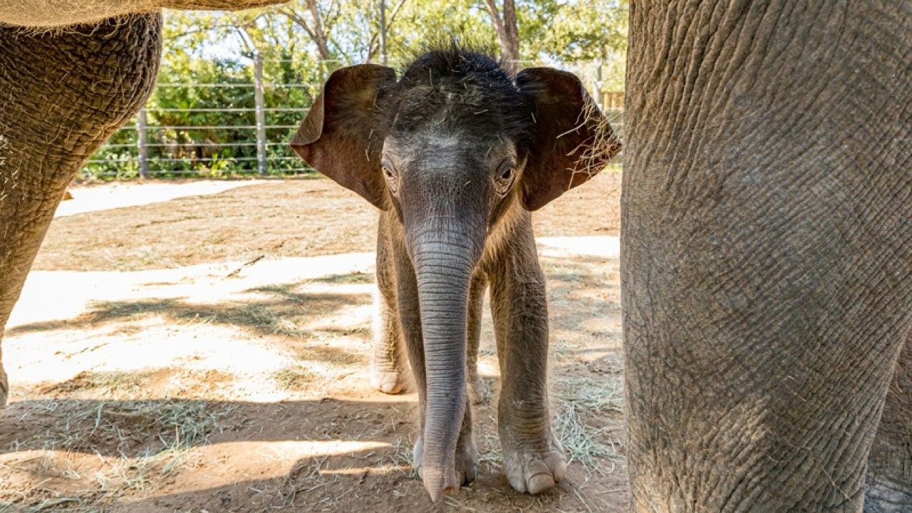 Слонёнок машет! Уроки Леди Бёрд по управлению стадом в зоопарке Форт-Уэрта