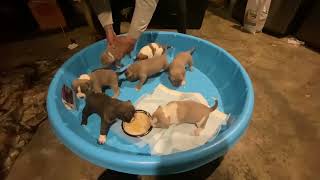 28 Day Old Puppies Introduce To Mush