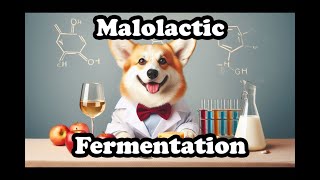 Malolactic Fermentation