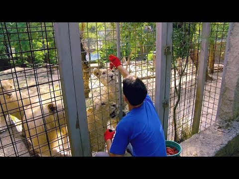 ზოოპარკის ახალგაზრდა მომვლელი - როცა ხარ 20-ის