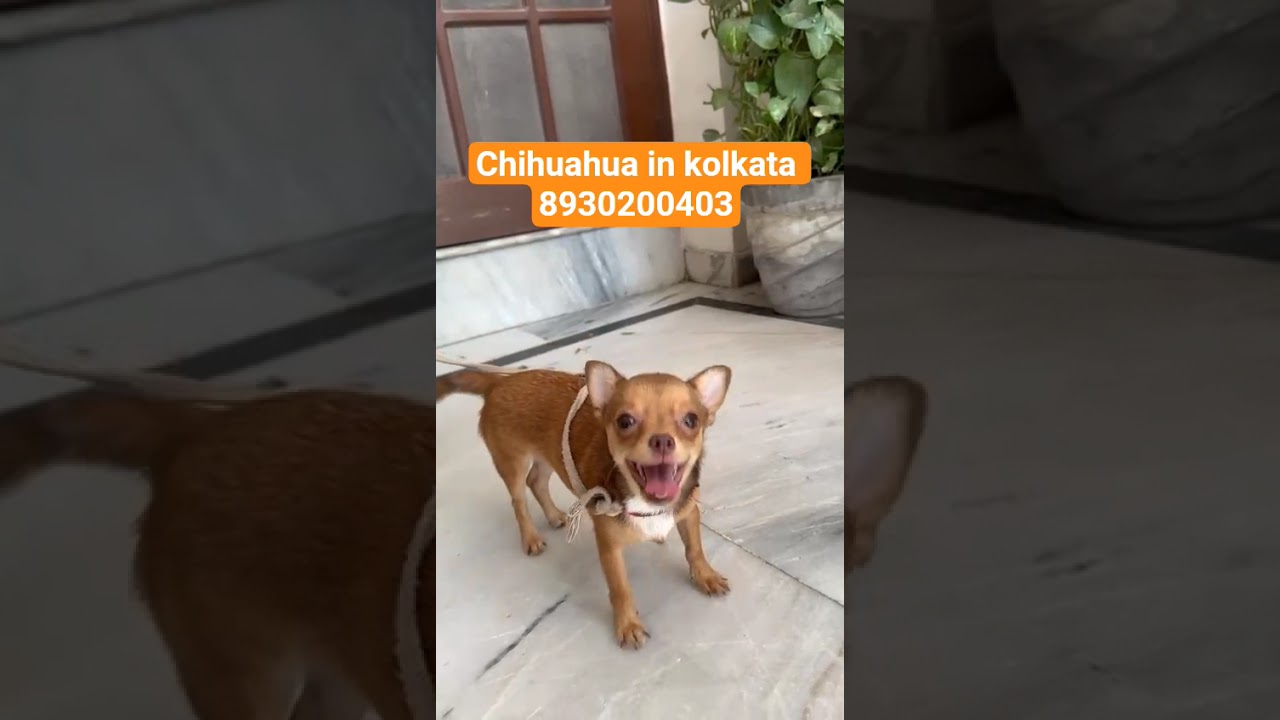 chihuahua puppies for sale in kolkata 