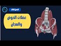 عضلات الحوض والعجان السنة التحضيرية الفصل الثالث