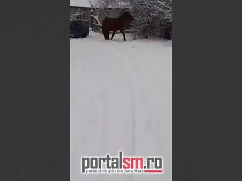 Calul ce tractează o mașină din zăpadă
