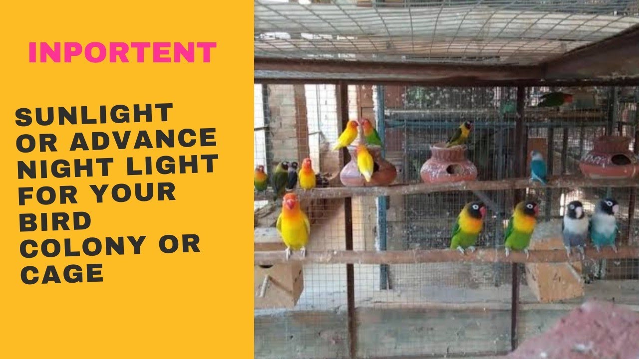 Inportent sun light or led light for your bird cage or colony||Indoor ...