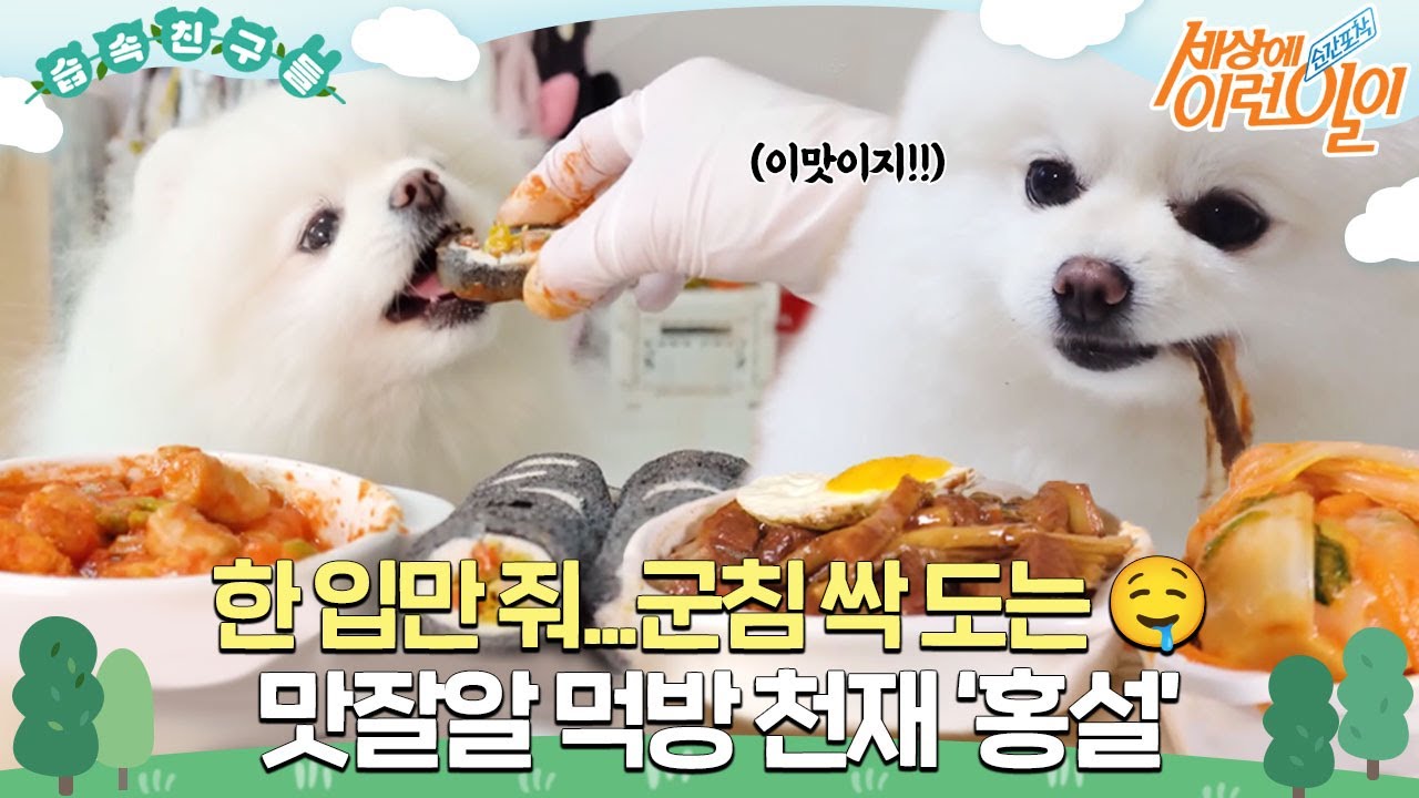 [#습속친구들]  진짜 같은 펫푸드의 신세계! 맛잘알 먹방 천재 ‘홍설’ #순간포착세상에이런일이 #WhatonEarth #SBSstory