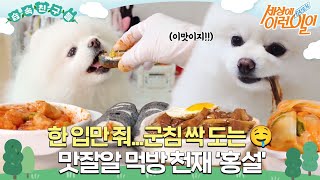 [#습속친구들] 진짜 같은 펫푸드의 신세계! 맛잘알 먹방 천재 ‘홍설’ #순간포착세상에이런일이 #WhatonEarth #SBSstory