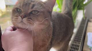 Feline Harmony: Cat Enjoying Birdsong and Window Views