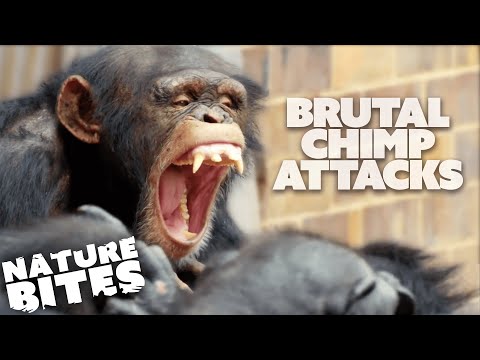 Most BRUTAL Chimp Attacks At The Zoo | Nature Bites