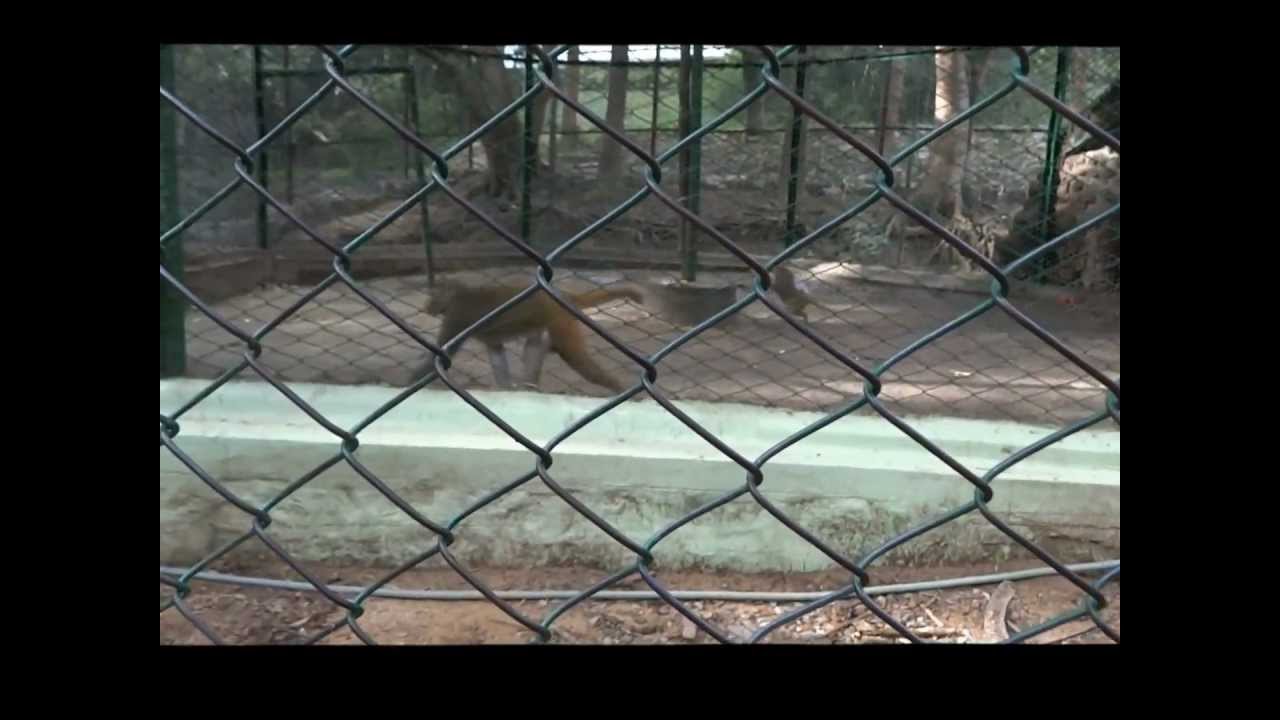 monkey jogging video - YouTube