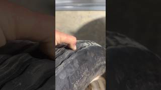 Boat Trailer Tire Separated #lund #trailer #tire #blowout #tennesseeriver #alabama  #fishing