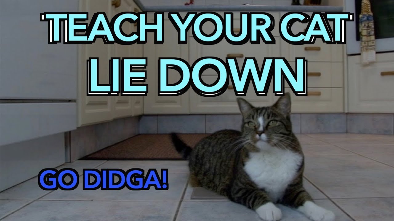 How To Teach A Cat To Lay Down