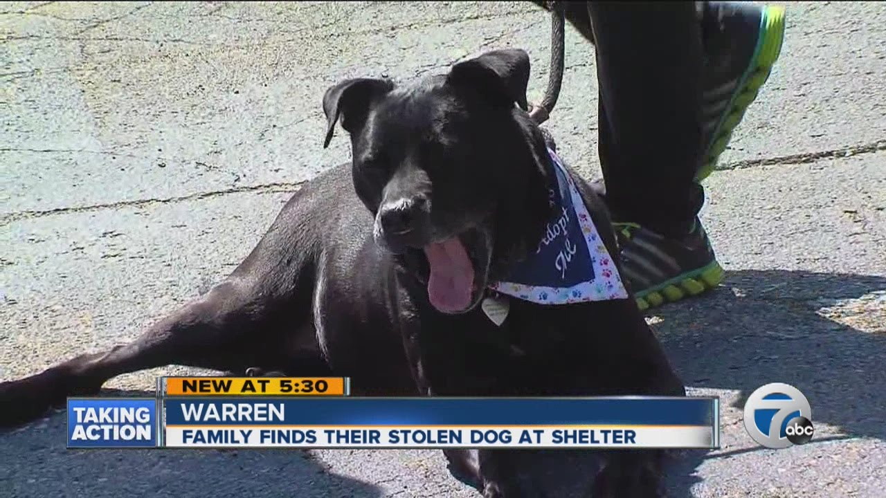 Family finds stolen dog at shelter - YouTube