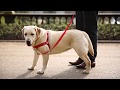 Easy Walk® Dog Harnesses - Train your dog. Enjoy your walk.