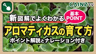 アロマティカスの育て方｜多肉植物の育て方【カインズ】