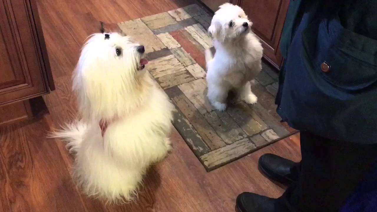 coton de tulear allergy sufferers