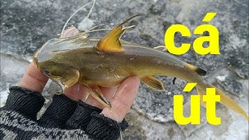 câu cá ngát, cá út giải trí đầu năm mới dính đủ thứ cá luôn / river fishing