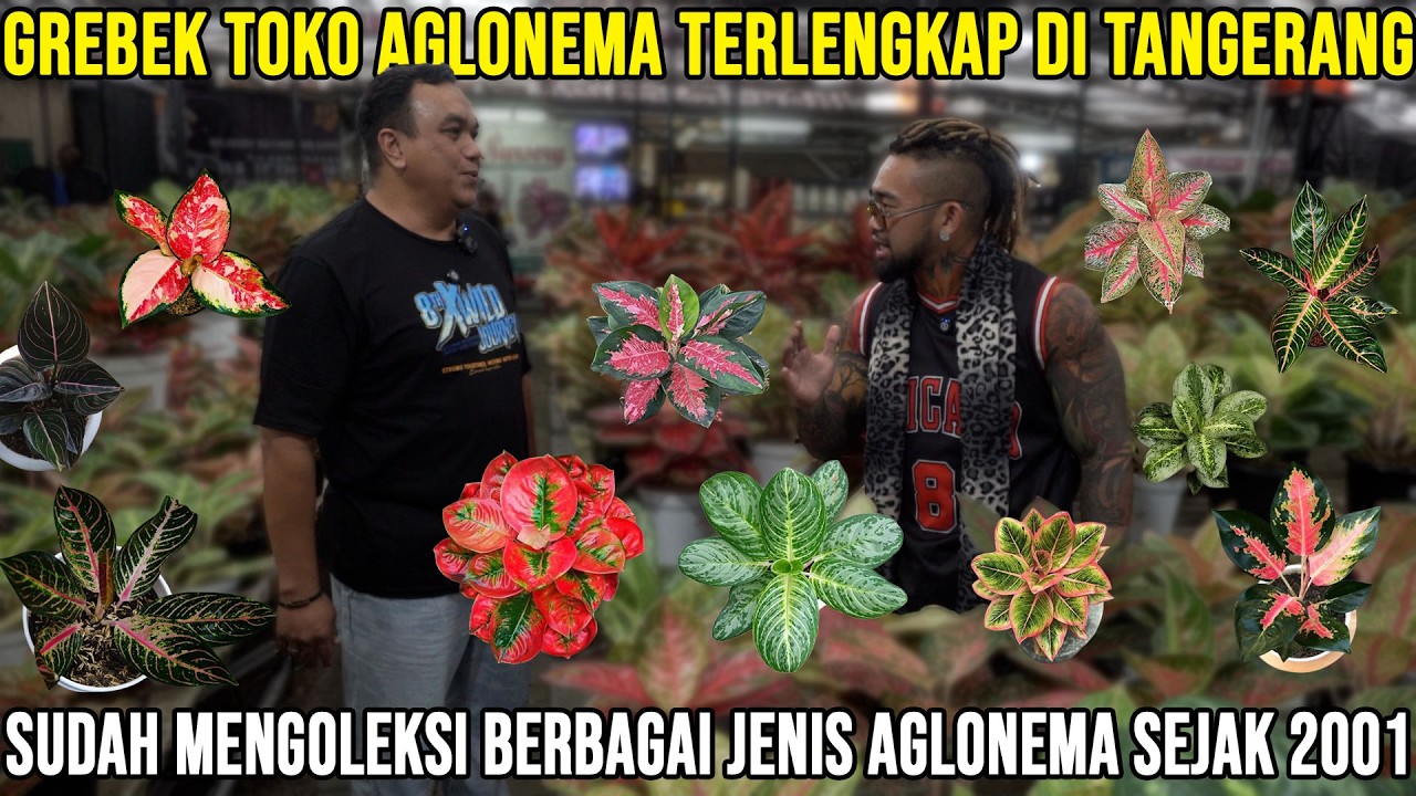 GREBEK TOKO AGLONEMA TERLENGKAP DI TANGGERANG SUDAH MENGOLEKSI BERBAGAI JENIS AGLONEMA SEJAK 2001