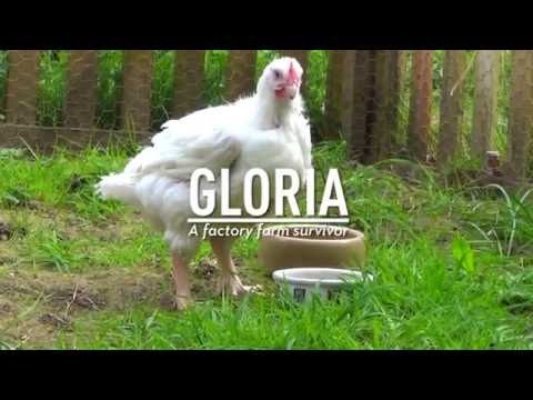 Gloria - factory farm survivor