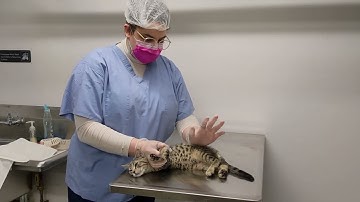 How to Restrain a Cat