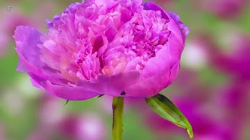 تلاوة عذبة سورة يس   الآية 20  36 متعب الحربي HD