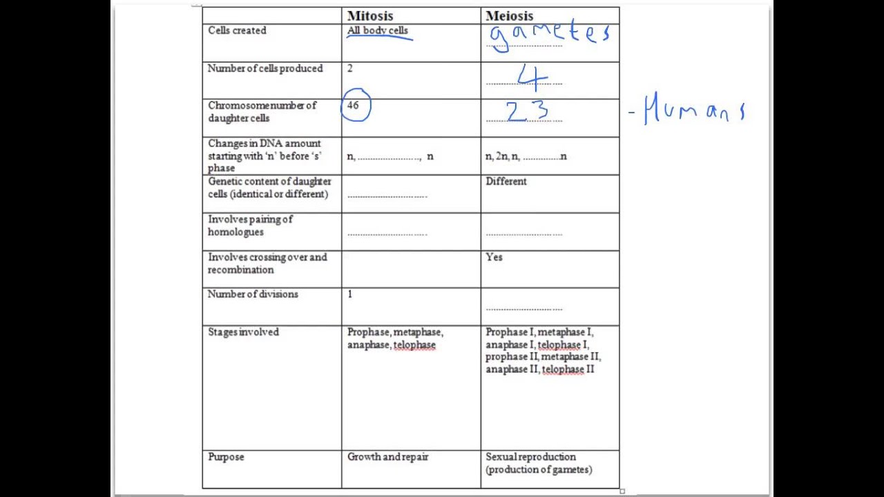 Mitosis And Meiosis Comparison Chart